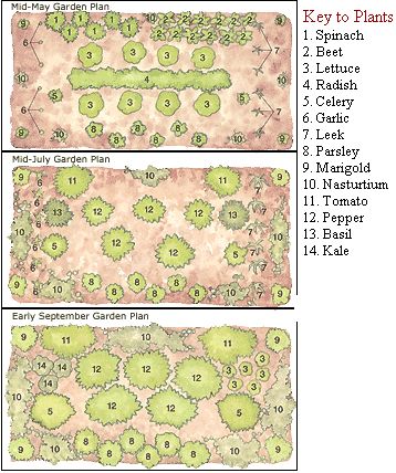 
Planning out your garden and mixing your seeds will give your garden a great head start against pests.
